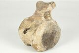 Fossil Dinosaur (Triceratops) Caudal Vertebra - Montana #202216-1